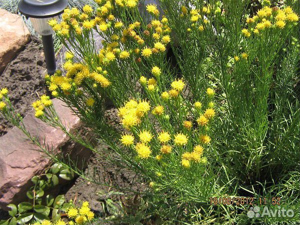 Садовые многолетники