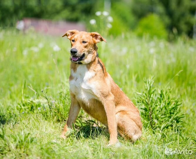 Собака в дар в добрые руки