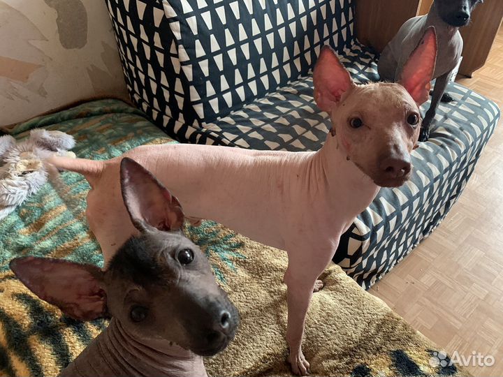 Мексиканская голая собака, Ксолоитцкуинтли