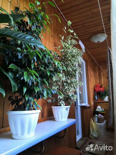 Фикус Бенджамина