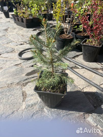 Ель Блю роял