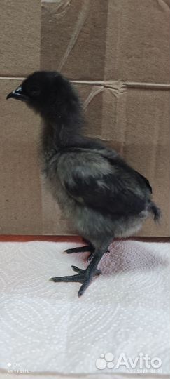 Цыплята 10дневные ухейилюй