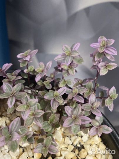 Комнатные растения каллизия, фиалка, фикус