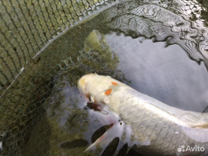 Карп кои 35 см