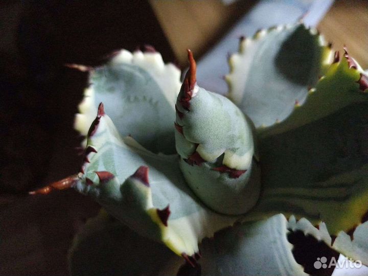 Агава кабутогани, Агава титанота, Агава потаторум