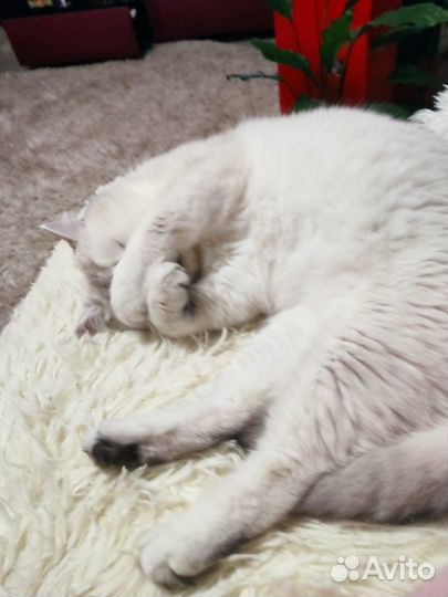 Кошка британская шиншилла в дар