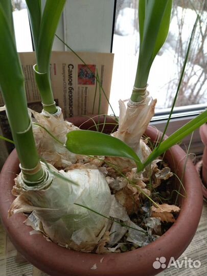 Китайский лук (птицемлечник)