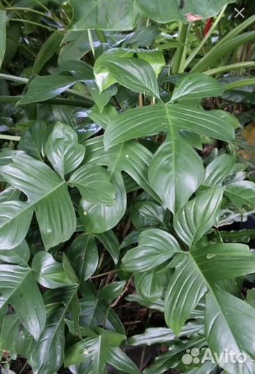 Филодендрон Pedatum Nadia,Педатум Надя