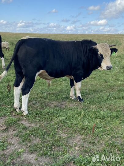 Быки на племя