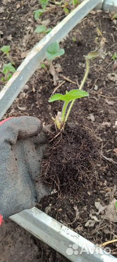 Рассада клубники