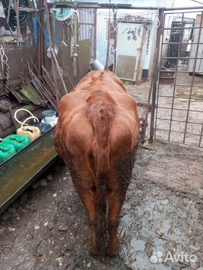 Быки. корова на мясо