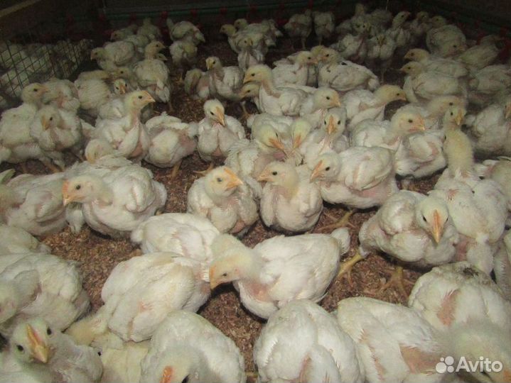 Гусята оптом