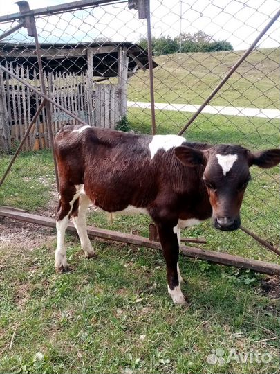 Телята бычки, телки