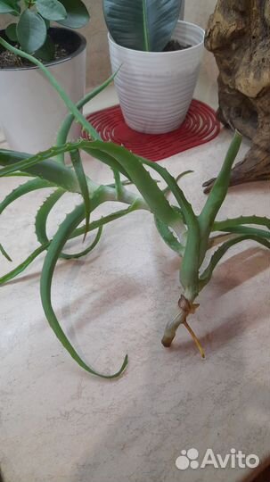 Комнатные цветы Алоэ