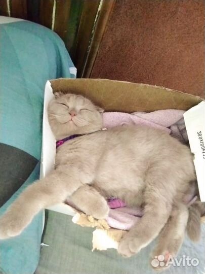 Шотландские котята