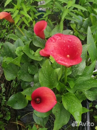 Каллы цветушие