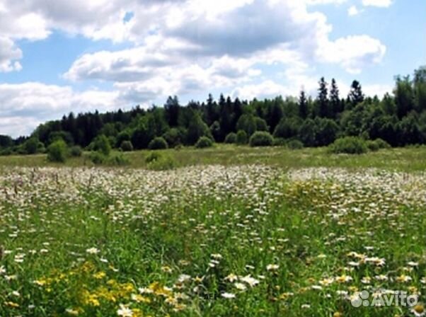 Мед 2024 года натуральный опт