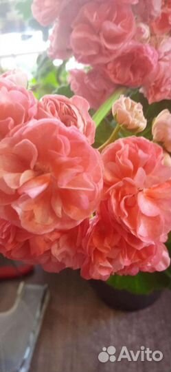 Герани и пеларгонии