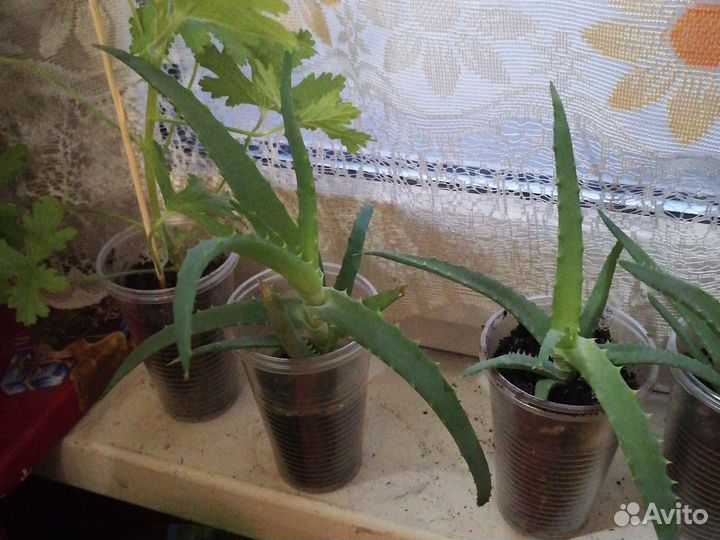 Алоэ Столетник лечебный