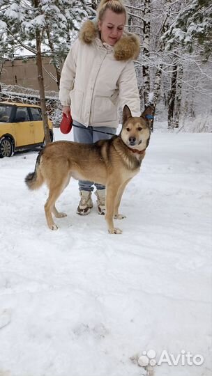 Лайка