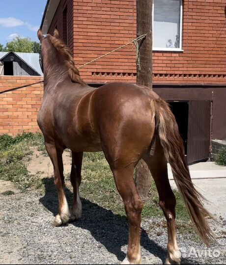 Продается крупный жеребец