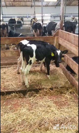 Бычки телята