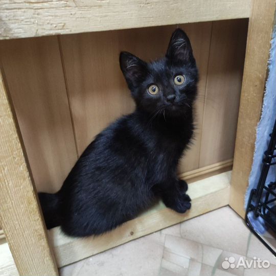 Котята мальчики в добрые руки