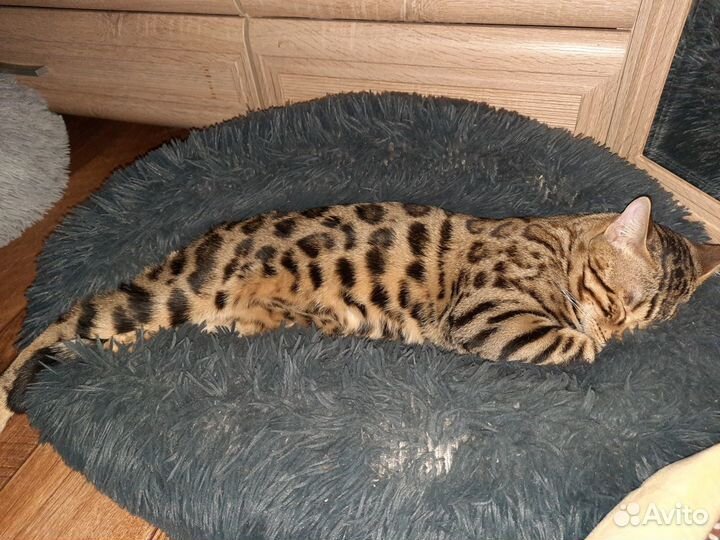 Вязка