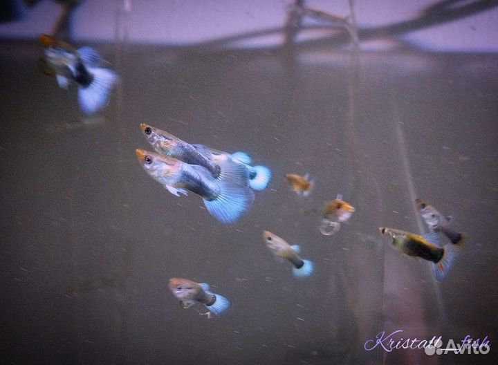 Аквариумные рыбки