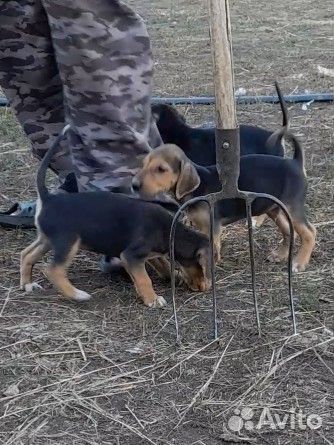 Щенки русской гончей