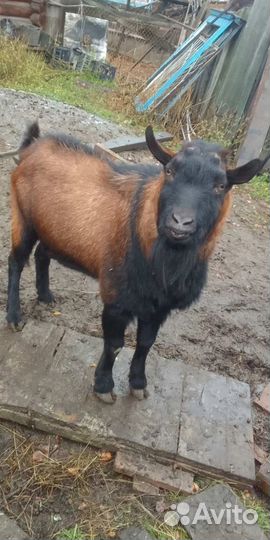 Козы, Козлята, Козел