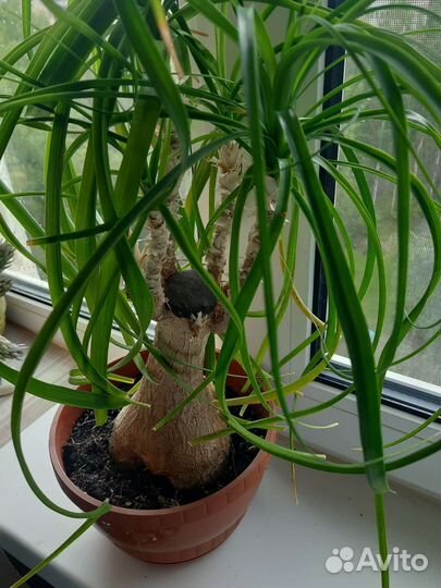 Бокарнея нолина (бутылочное дерево)