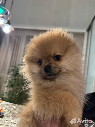 Щенки померанского шпица медвежьего типа
