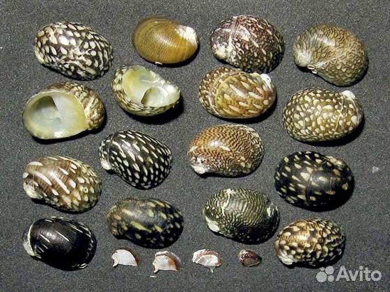 Теодоксус улитка