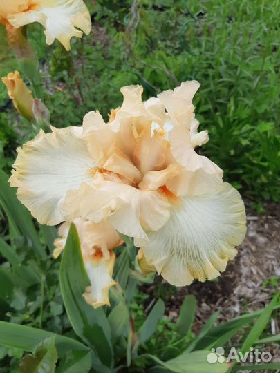 Ирисы бородатые