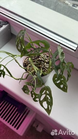 Монстера манки