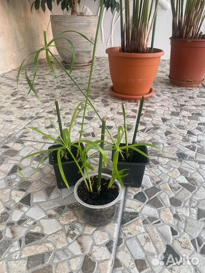 Комнатные растения цветы