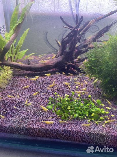 Аквариумные креветки