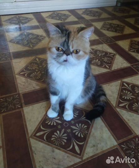 Котята беби фэйс