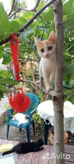 Котенок в добрые руки