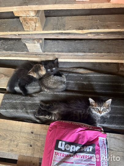 Котята и кошки