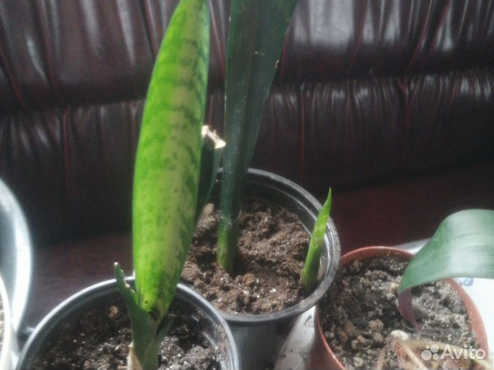 Аглаонема, бегонии, рео, маранта, фикус