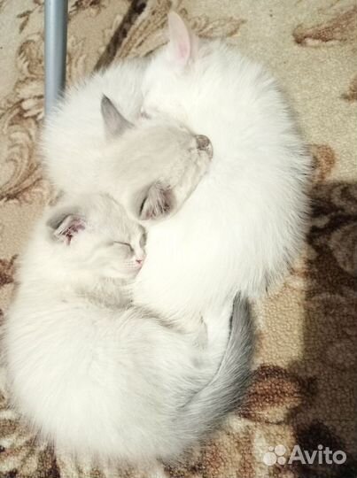 Котятки