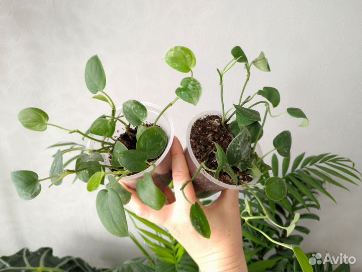 Сциндапсус Сильвер Энн