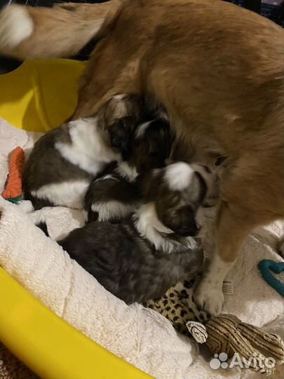 Отдам щенков