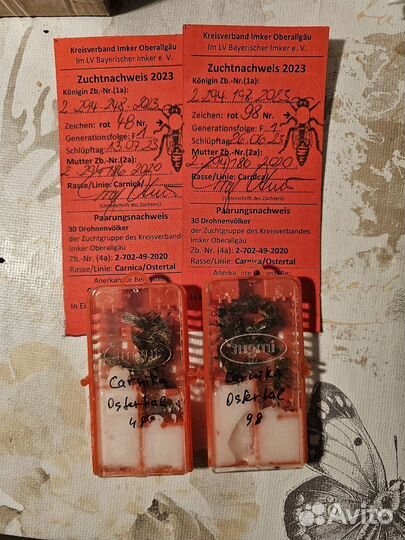 Пчеломатки бакфаст и карника