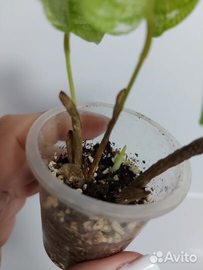 Калатея нетворк мозайка вариегатная