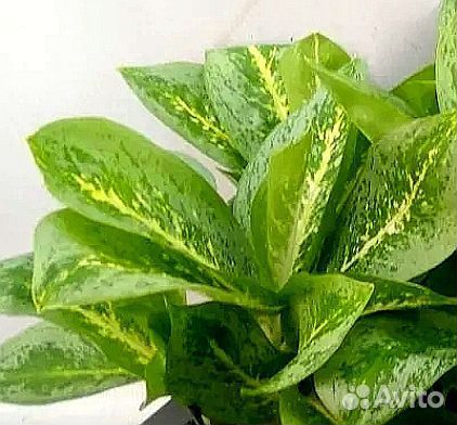 Аглонемы и филы