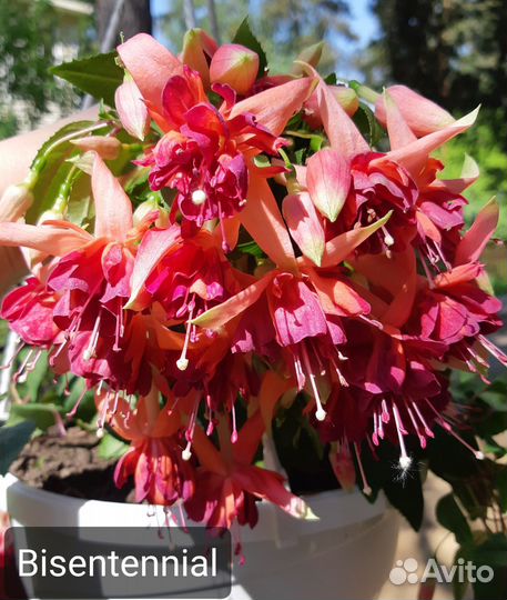 Фуксия сортовая (укорененные черенки) ч.2