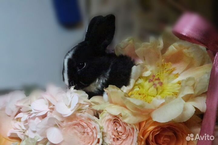 Декоративные кролики